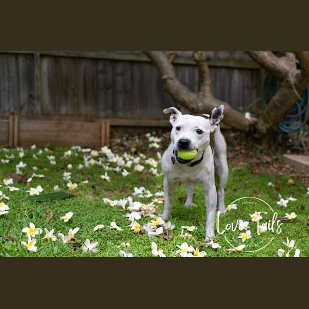 Photo of Cruiser