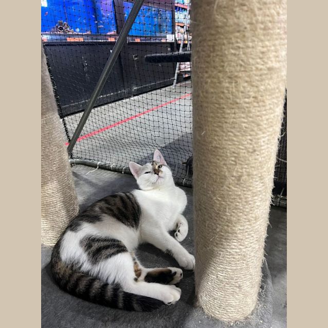 Photo of Ares