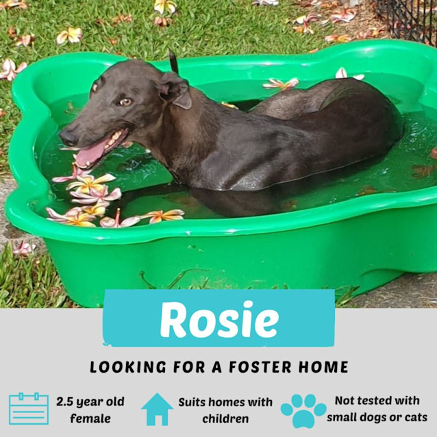Photo of Rosie