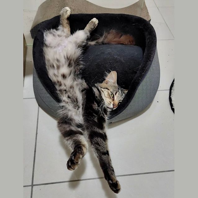 Photo of Percy & Dabloon