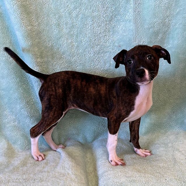 Photo of Roxy