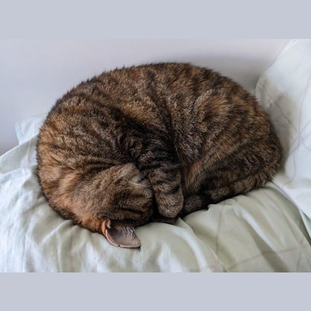 Photo of Tiramisu