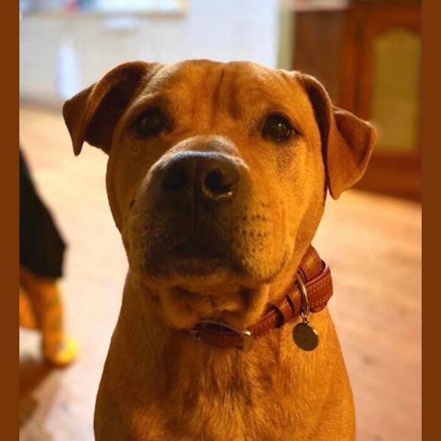 Photo of Tucker