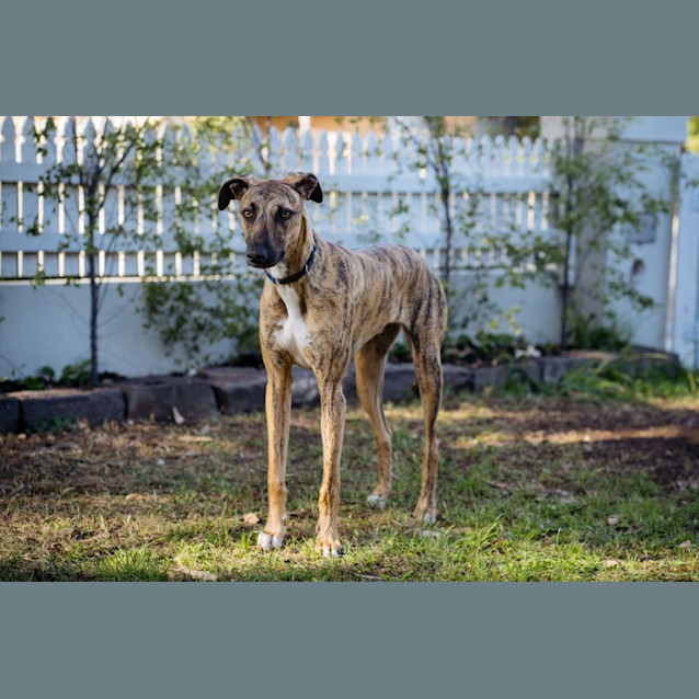 Photo of Bear