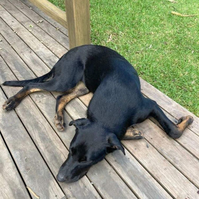 Photo of Winston