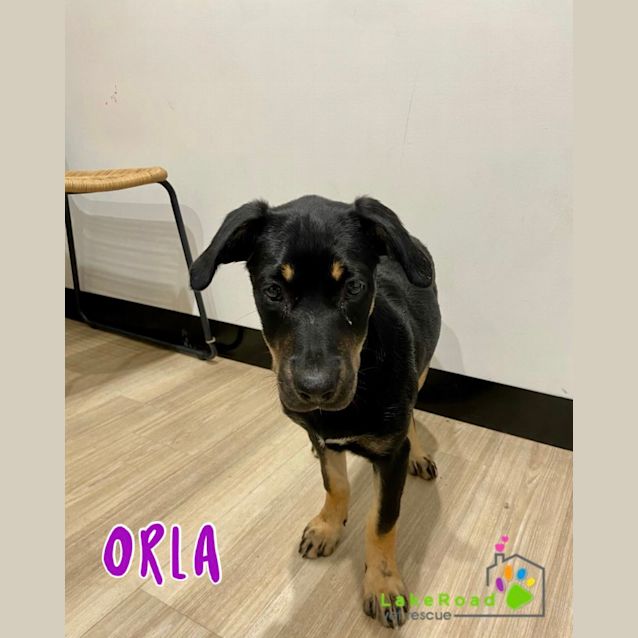Photo of Orla