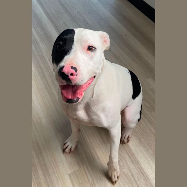 Photo of Moo