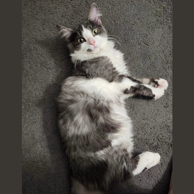 Photo of Simba
