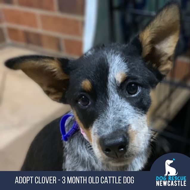 Photo of Clover   3 Month Old Cattle Dog (On Trial)