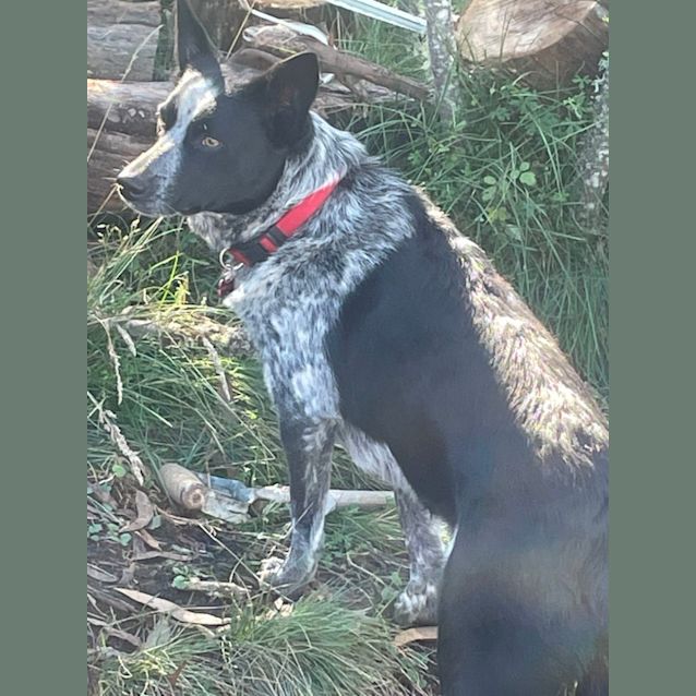 Photo of Sadie   3 Year Old Cattle Dog X (Trial)