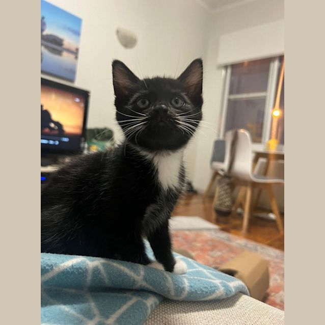 Photo of Tux