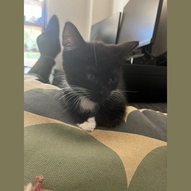 Photo of Tux
