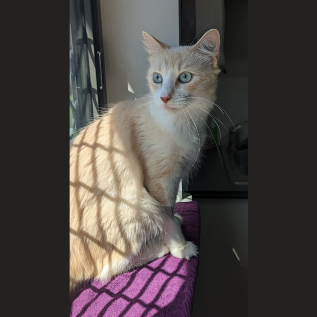 Photo of Peaches