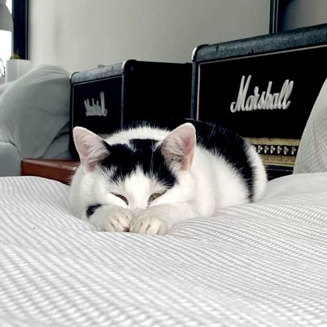 Photo of Mouse Sta010393