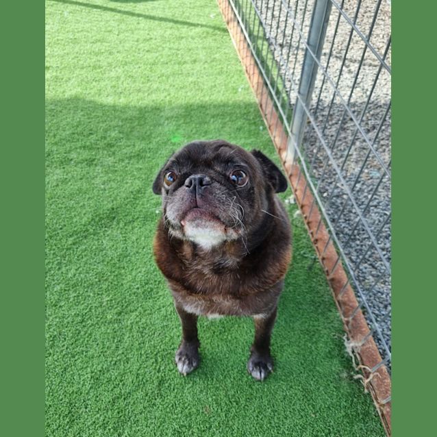 Photo of Romeo 