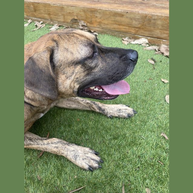 Photo of Rex