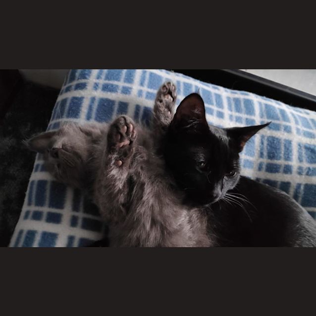 Photo of Merlin