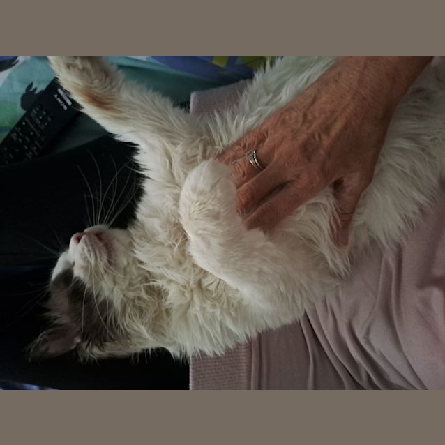Photo of Bartholomeow Iv