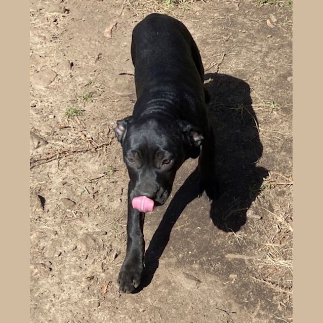 Photo of Opal