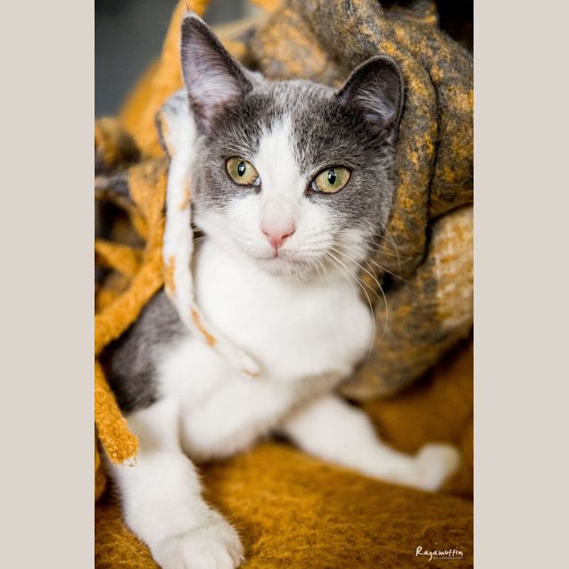 Photo of Tukky *Meet Me At Mitcham Petstock 6/5/23*