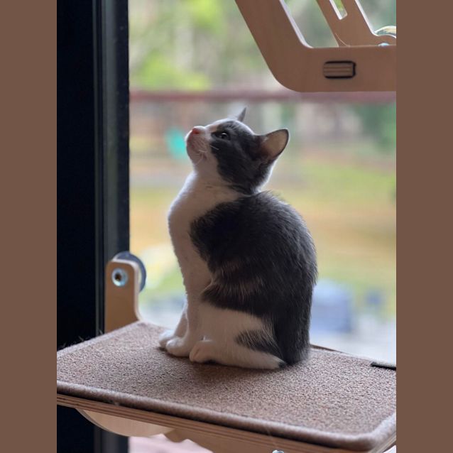 Photo of Tukky *Meet Me At Mitcham Petstock 6/5/23*