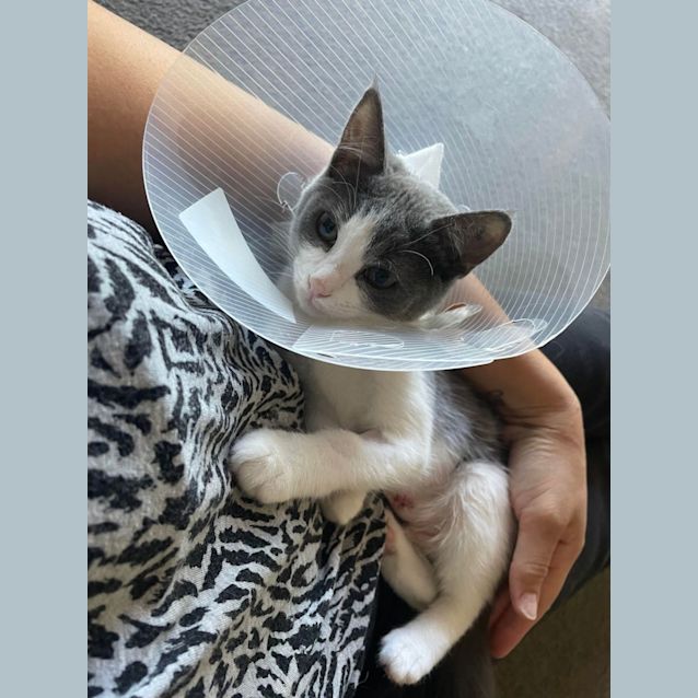 Photo of Tukky *Meet Me At Mitcham Petstock 6/5/23*