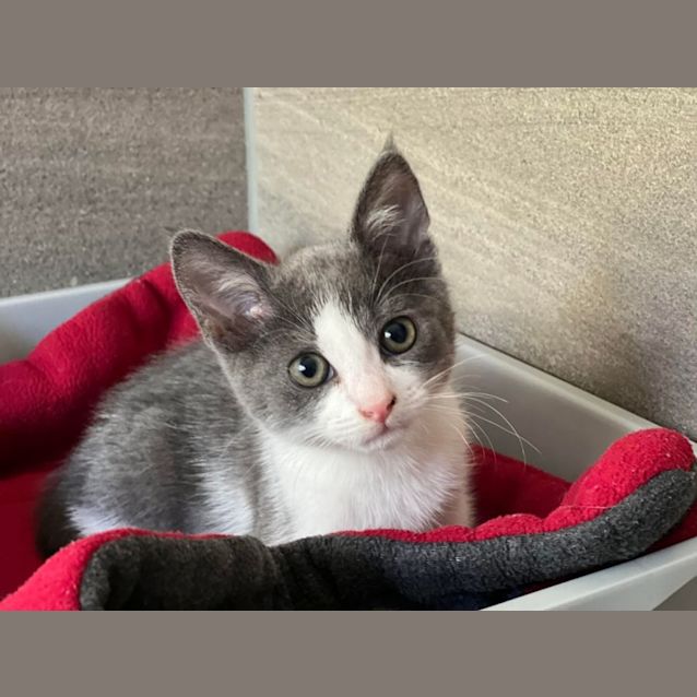 Photo of Tukky *Meet Me At Mitcham Petstock 6/5/23*