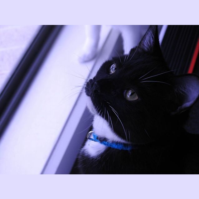 Photo of Onion + Pickles