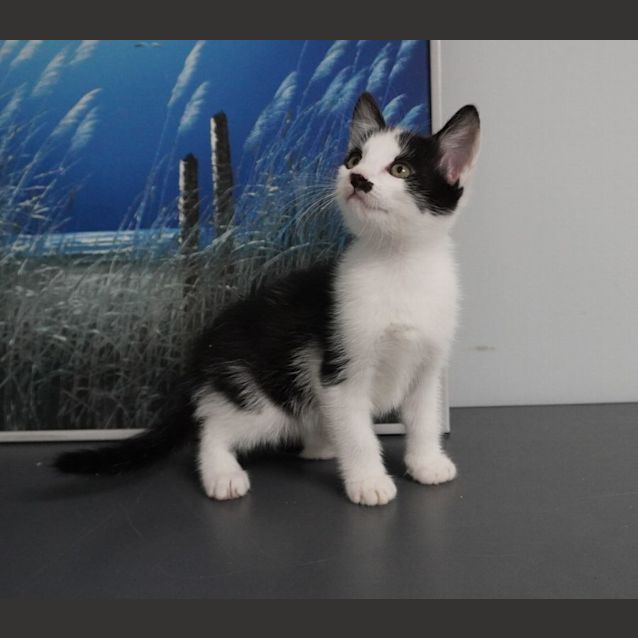 Photo of Stache
