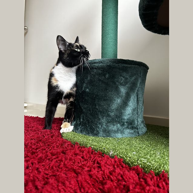 Photo of Zira