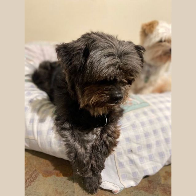 Photo of Bella And Honey Pembleton