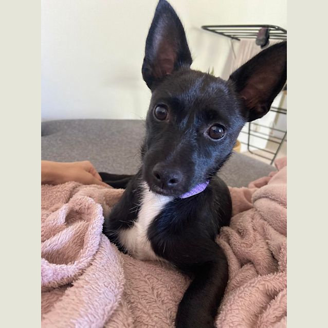 Photo of Olive