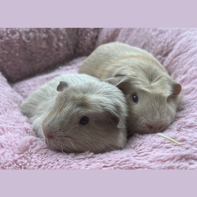 Photo of Katya (Guinea Pig 80)