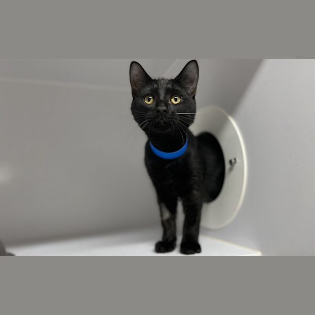 Photo of Watson