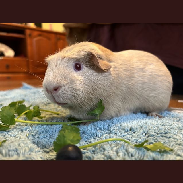 Photo of Trixie (Guinea Pig 79)