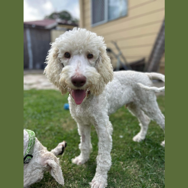 Photo of Watson