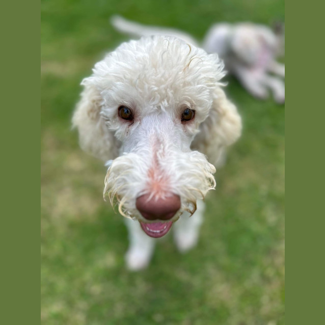 Photo of Watson
