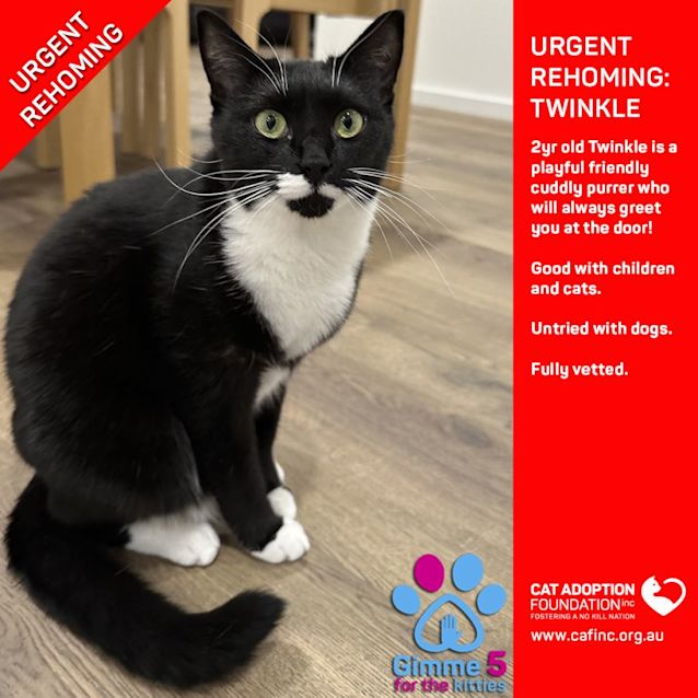 Photo of Twinkle Private Rehoming No Charge!