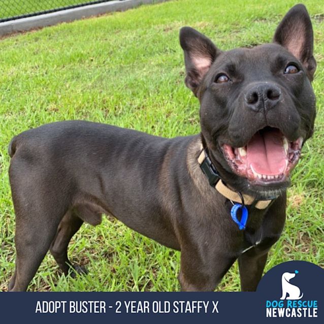 Photo of Buster   2 Year Old Staffy X