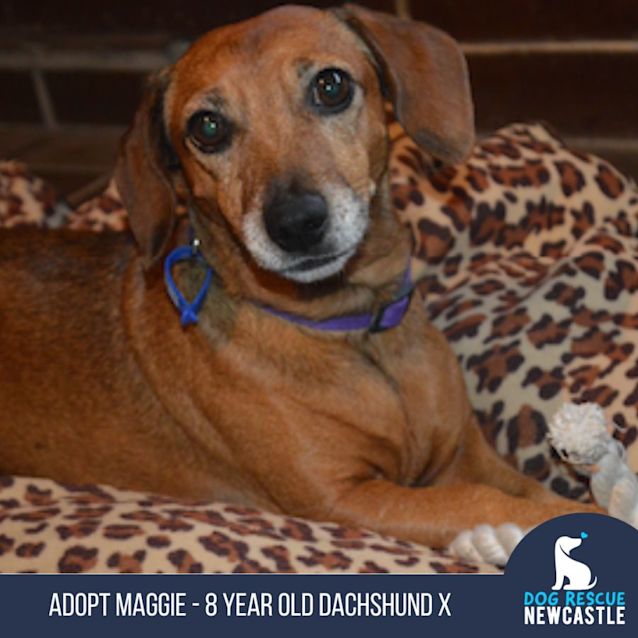 Photo of Maggie   8 Year Old Dachshund X (On Trial)