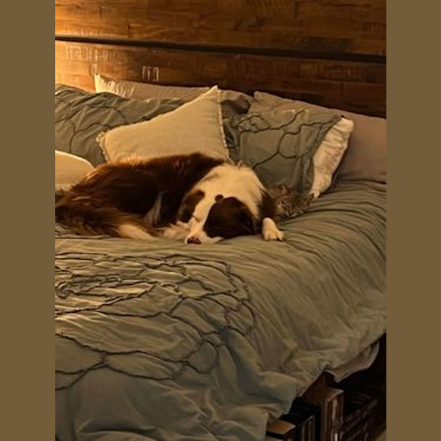 Photo of Tibby Biscuit