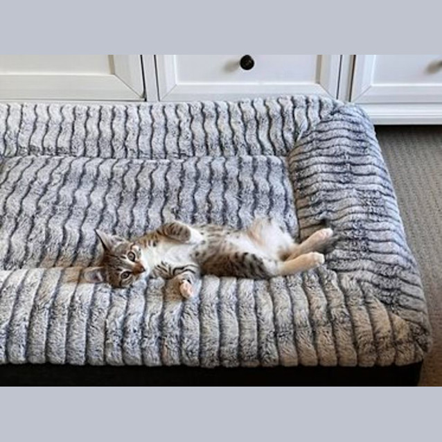 Photo of Tibby Biscuit