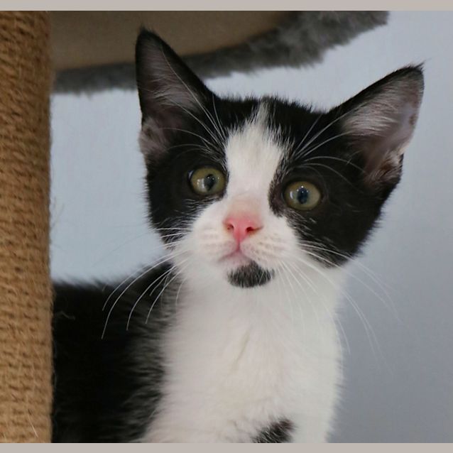 Photo of Ada   Fostered In Perth