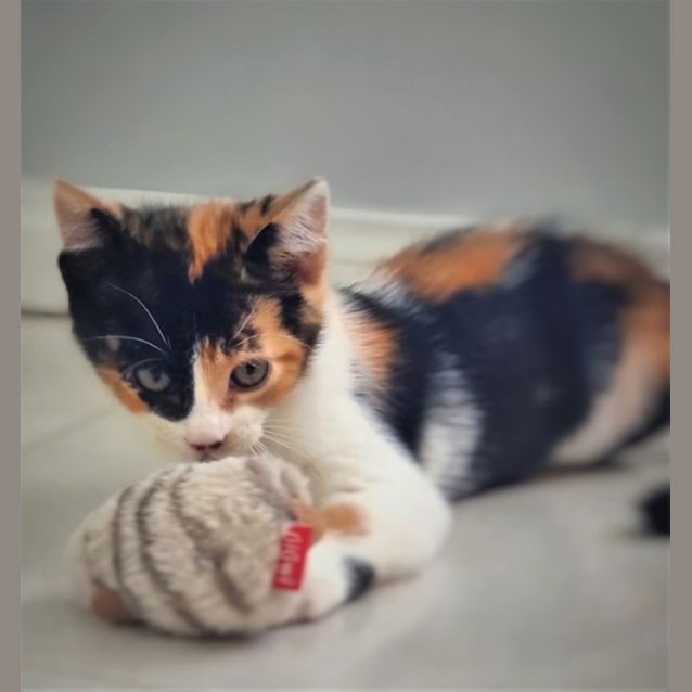 Photo of Lola   Fostered In Perth
