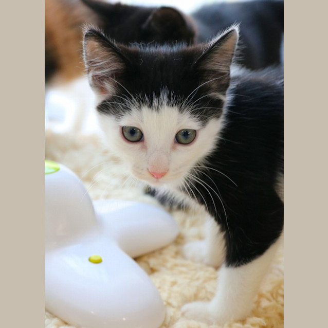 Photo of Theo   Fostered In Perth