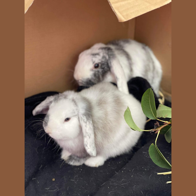 Photo of Crescent + Judy