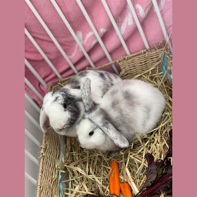 Photo of Crescent + Judy