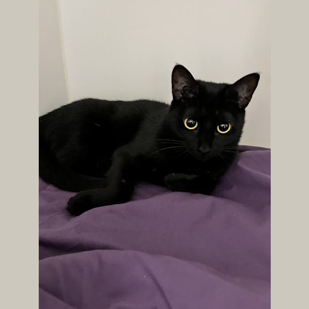 Photo of Spook