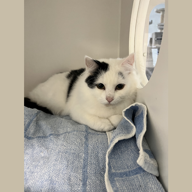 Photo of Merlin