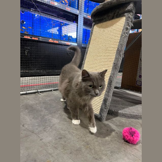 Photo of Cinder